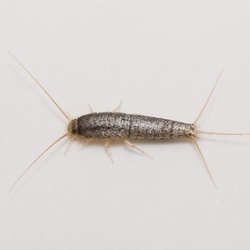 Silverfish Identification Guide