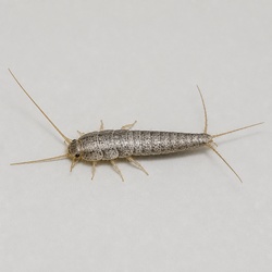 Silverfish and Firebrat Identification Guide
