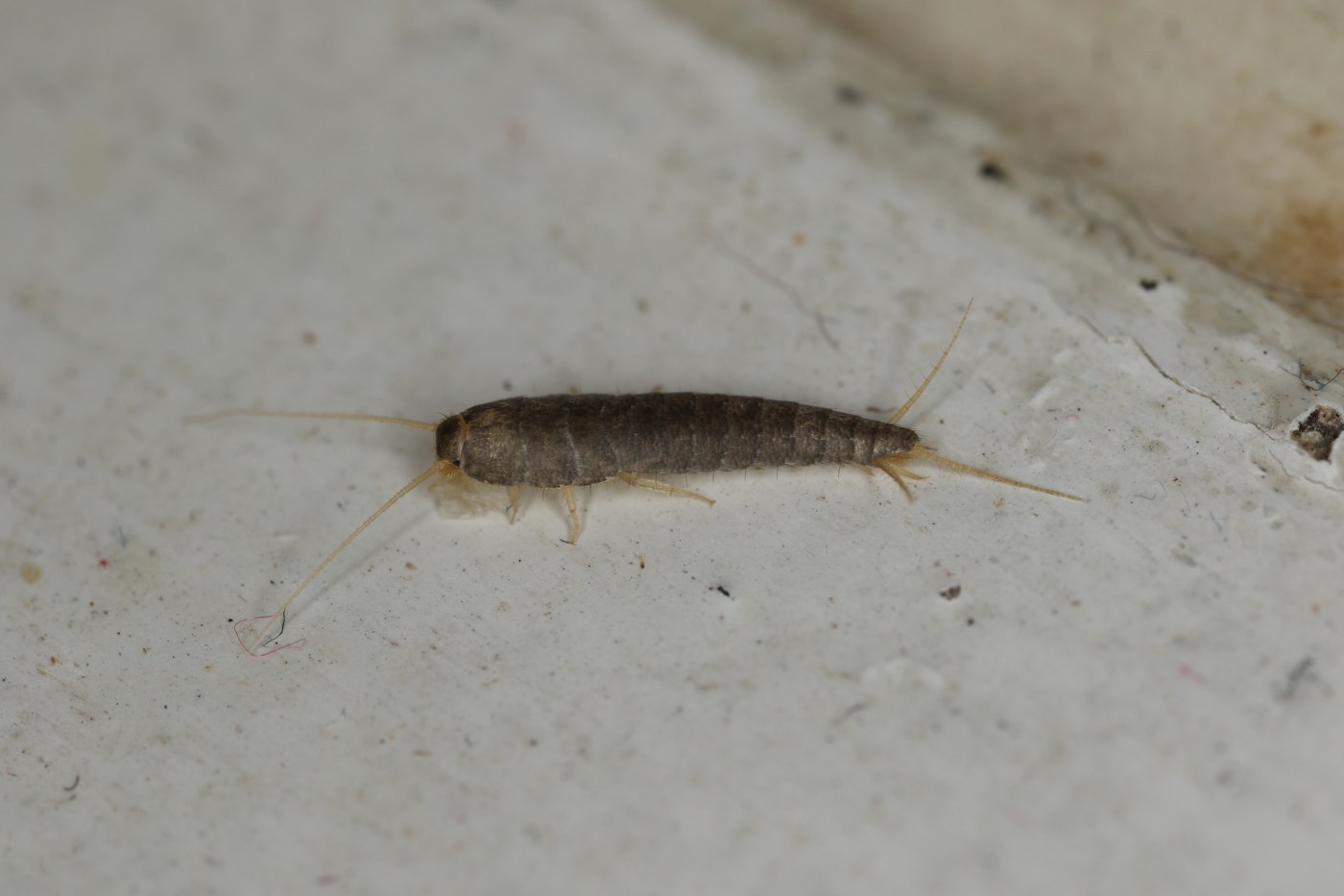 Silverfish
