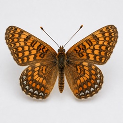 Silvery Checkerspot Identification Guide