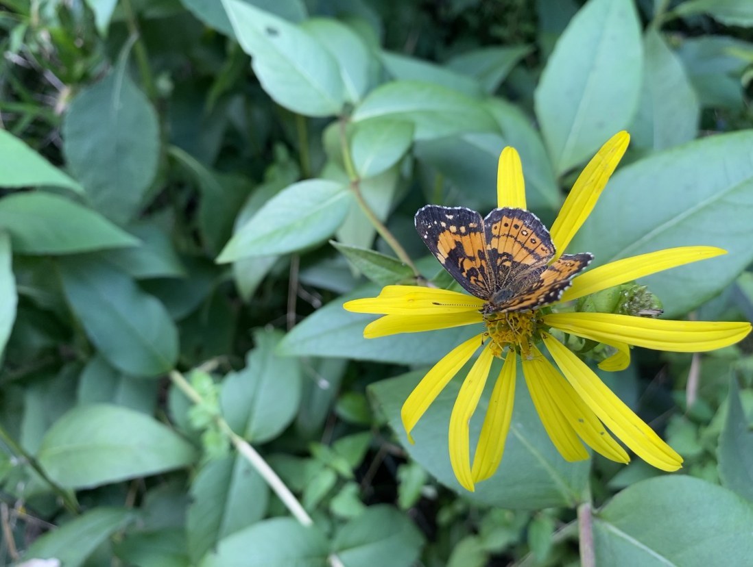 Silvery Checkerspot