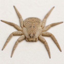 Six-eyed Sand Spider Identification Guide
