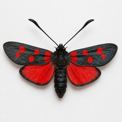 Six-spot Burnet Moth Identification Guide