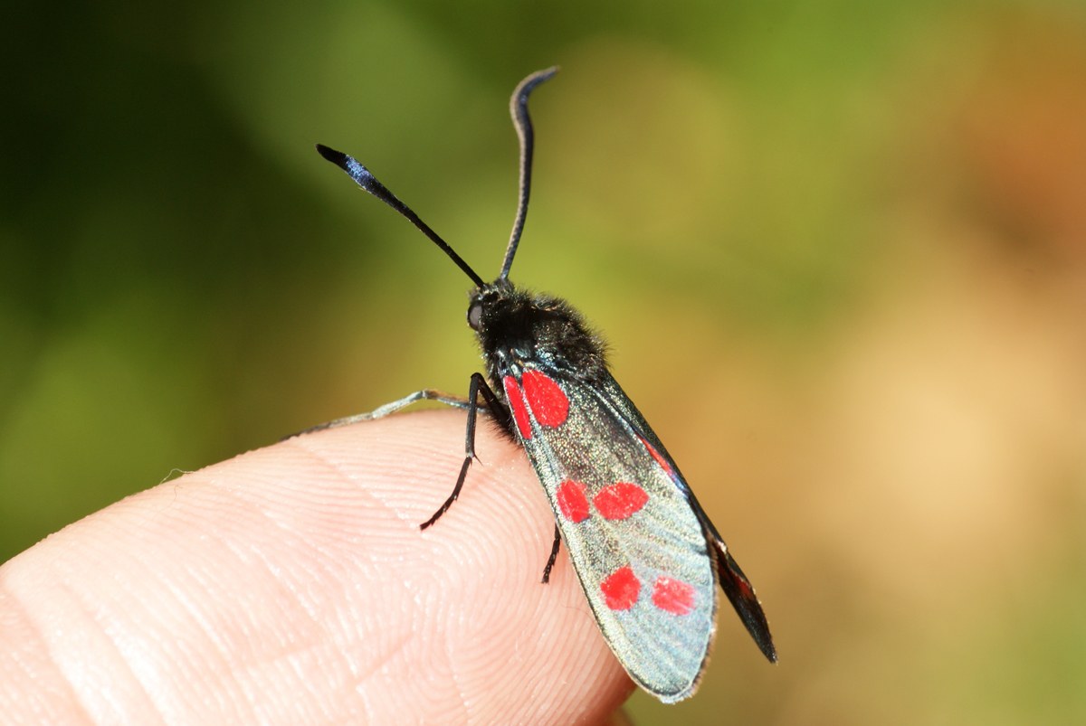 Six-spot Burnet Moth