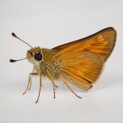 Skipper Butterfly Identification Guide