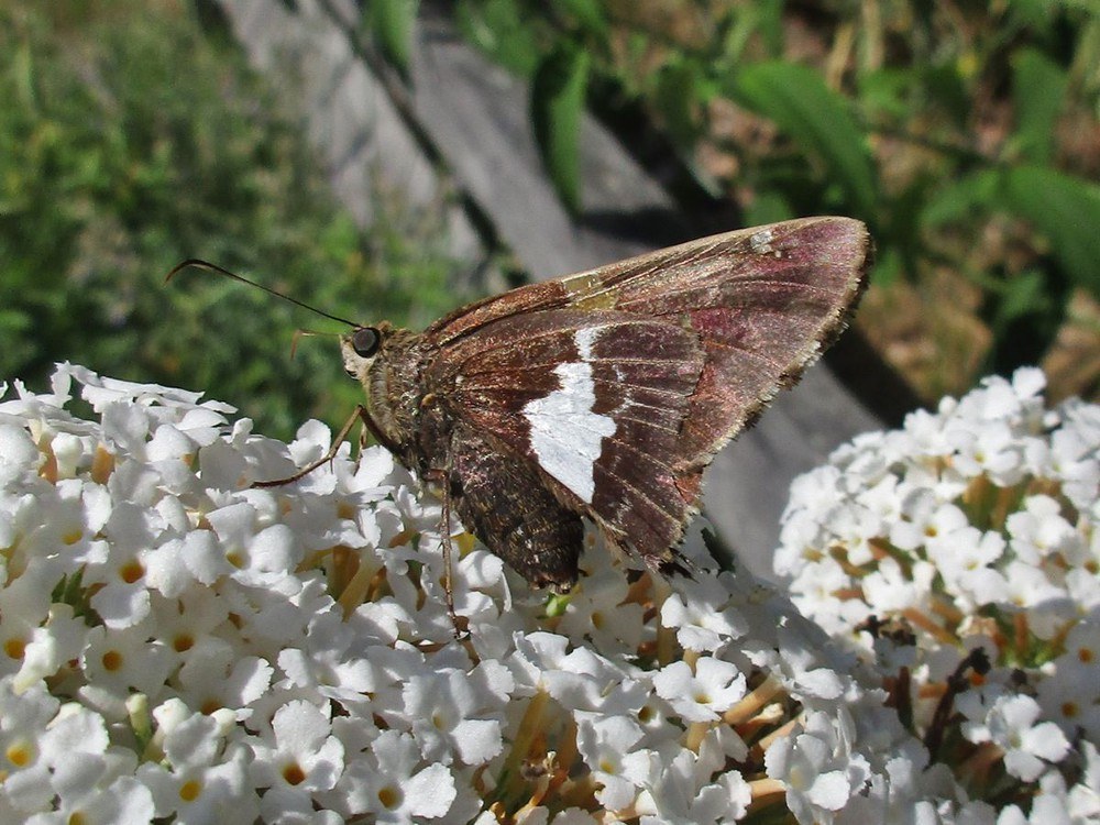 Skipper Butterfly