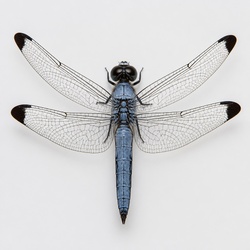 Slaty Skimmer Identification Guide