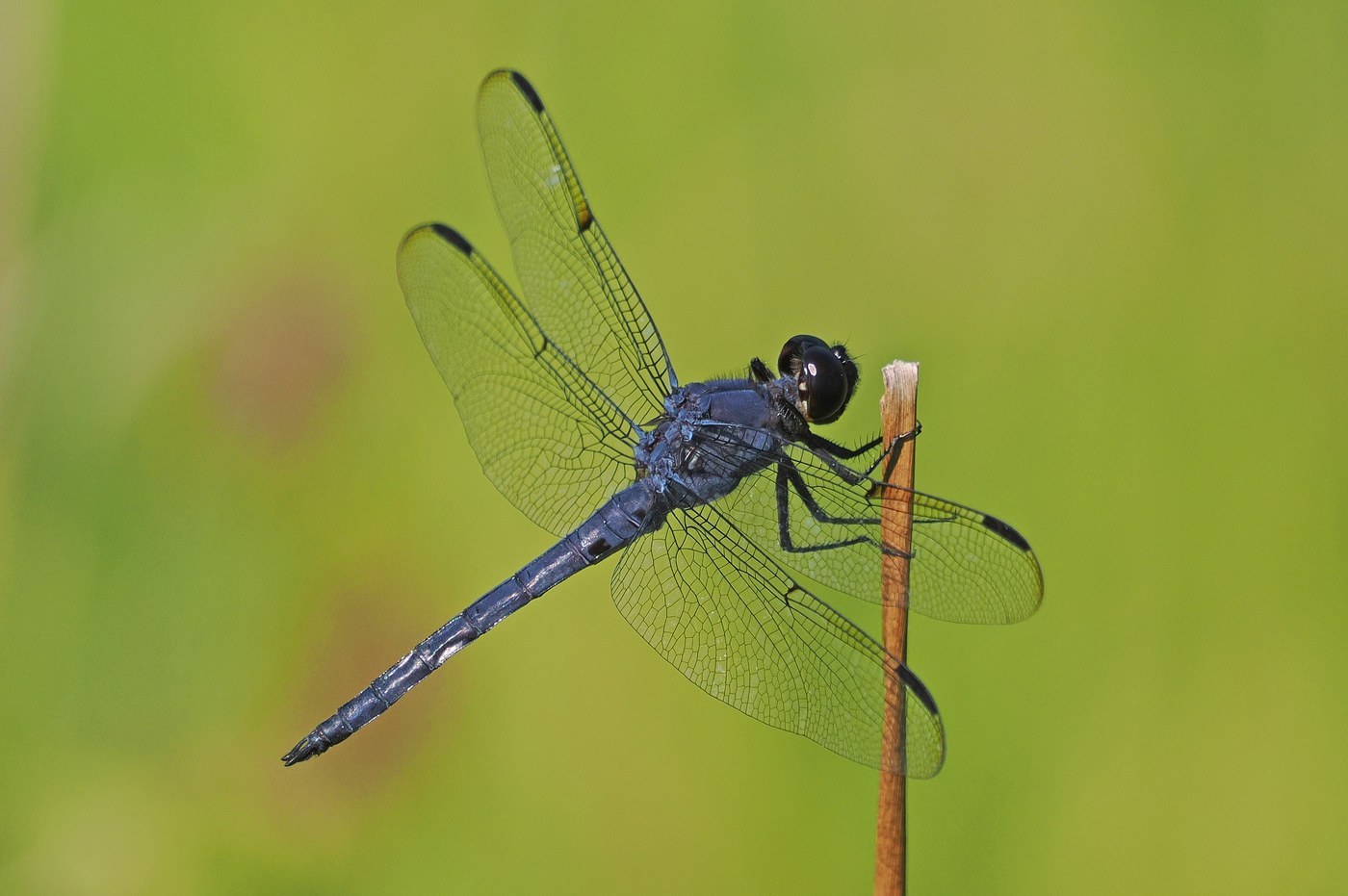 Slaty Skimmer