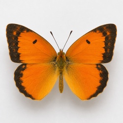 Sleepy Orange Identification Guide