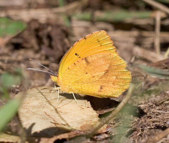 Sleepy Orange