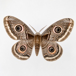 Small Emperor Moth Identification Guide