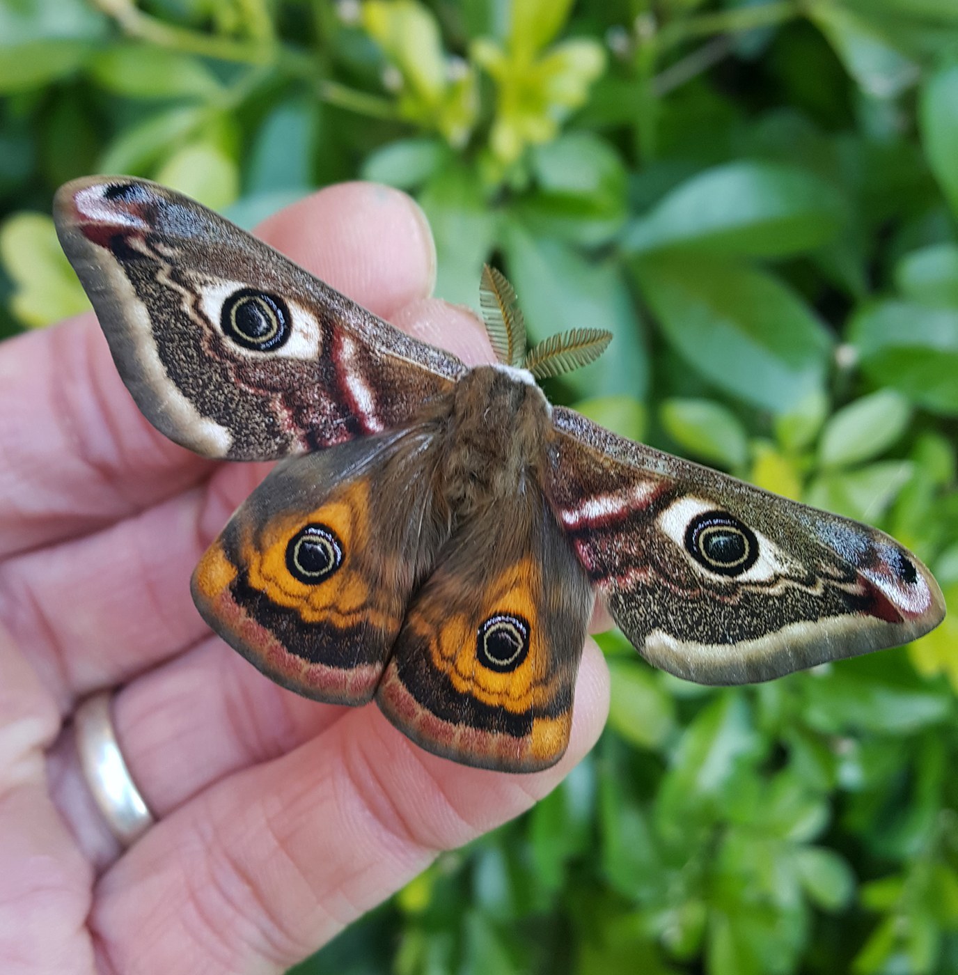 Small Emperor Moth