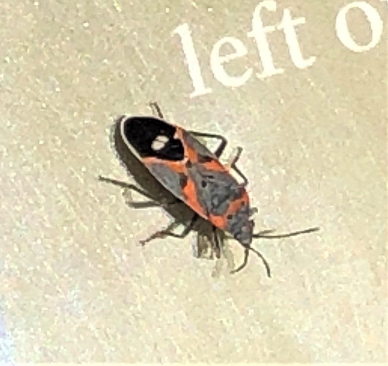 Small Milkweed Bug