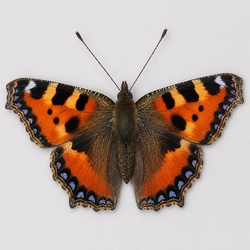 Small Tortoiseshell Identification Guide