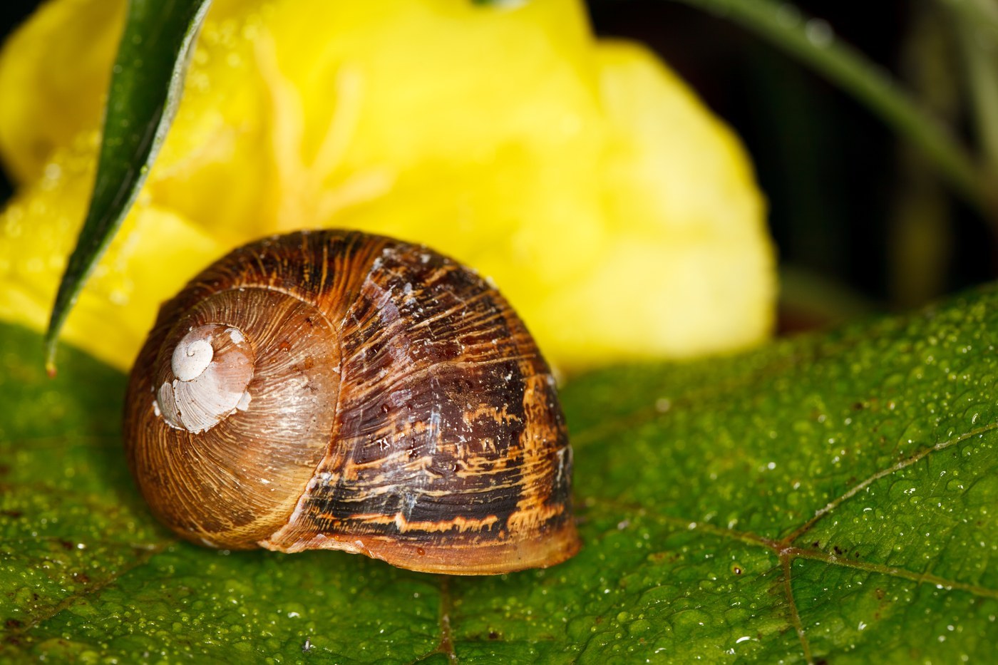 Snail
