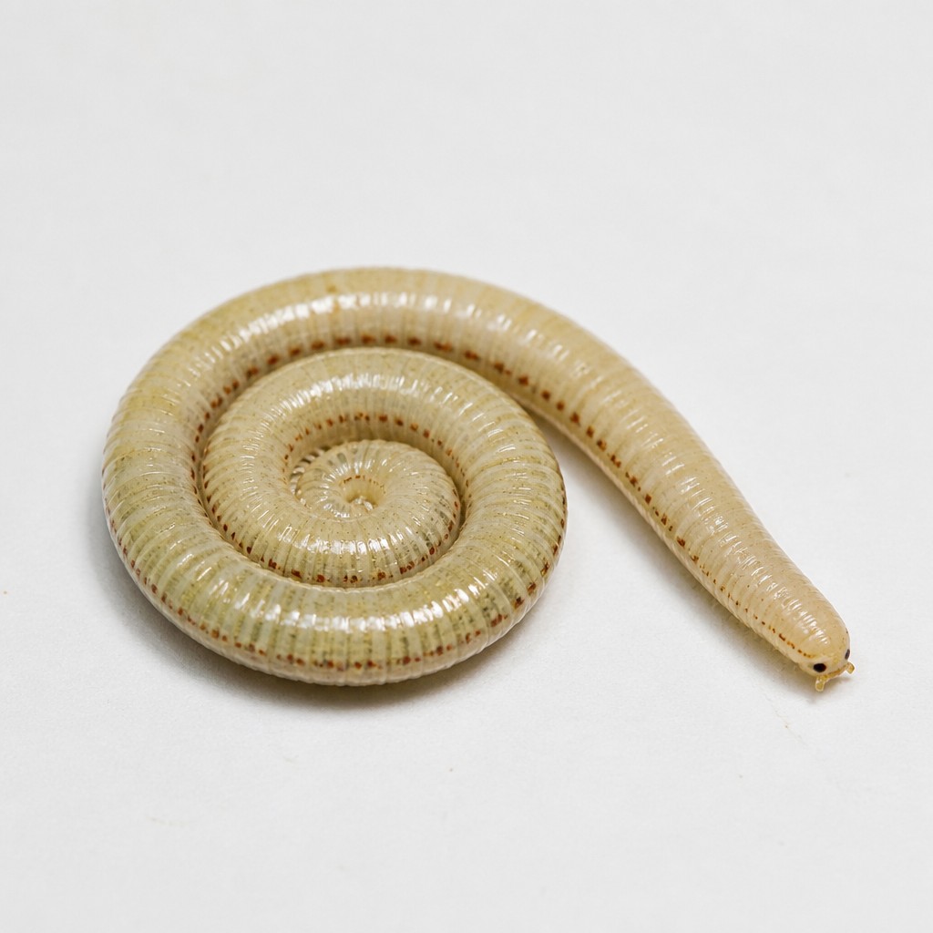 Snake Millipede