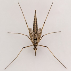 Snipe Fly Identification Guide
