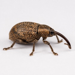 Snout Beetle Identification Guide