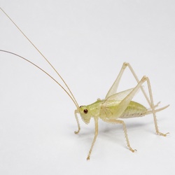 Snowy Tree Cricket Identification Guide