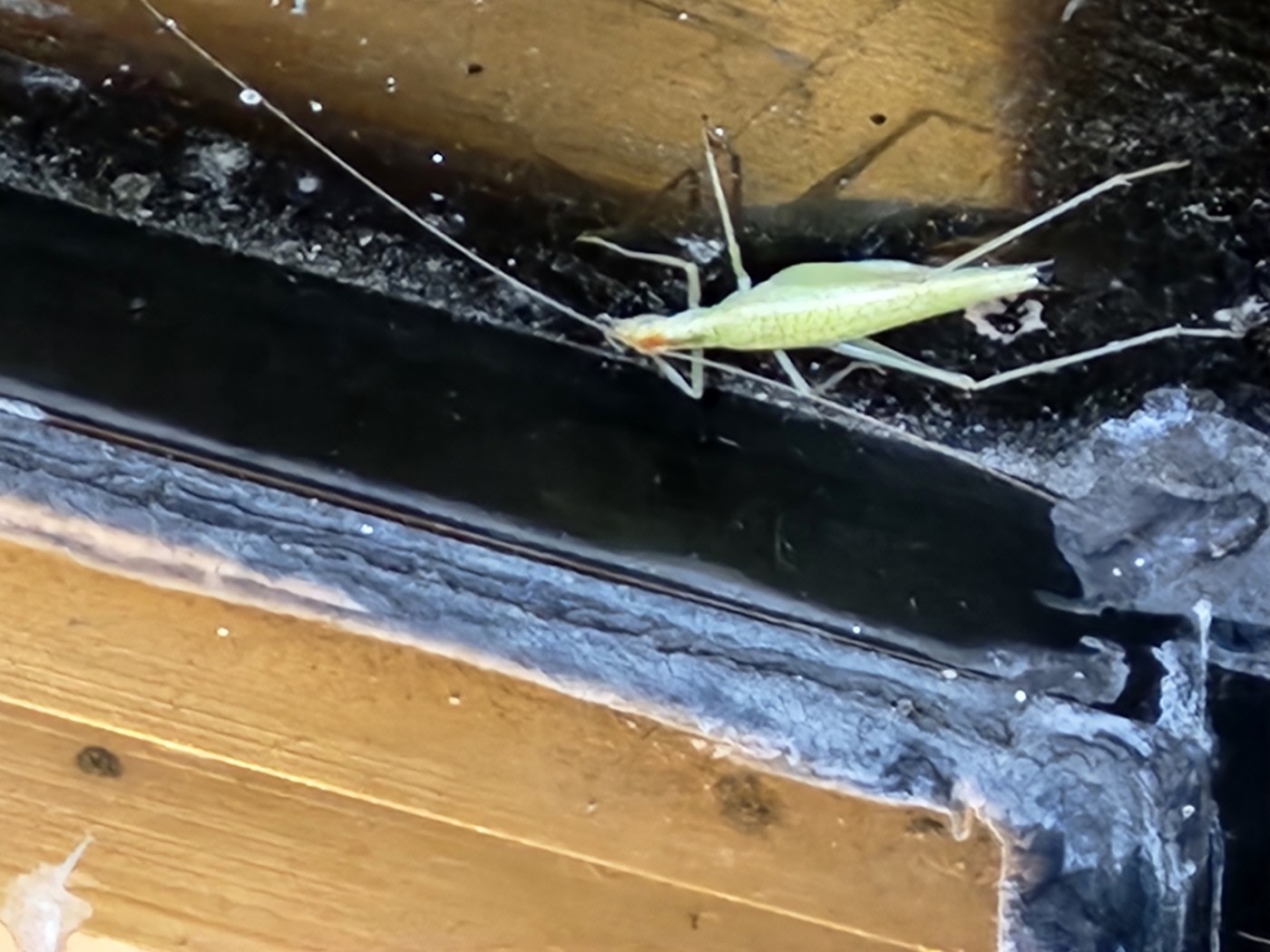 Snowy Tree Cricket