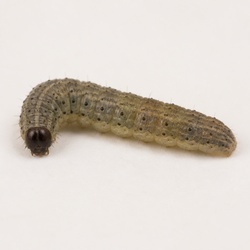 Sod Webworm Identification Guide