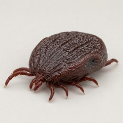 Soft Tick Identification Guide