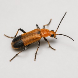 Soldier Beetle Identification Guide