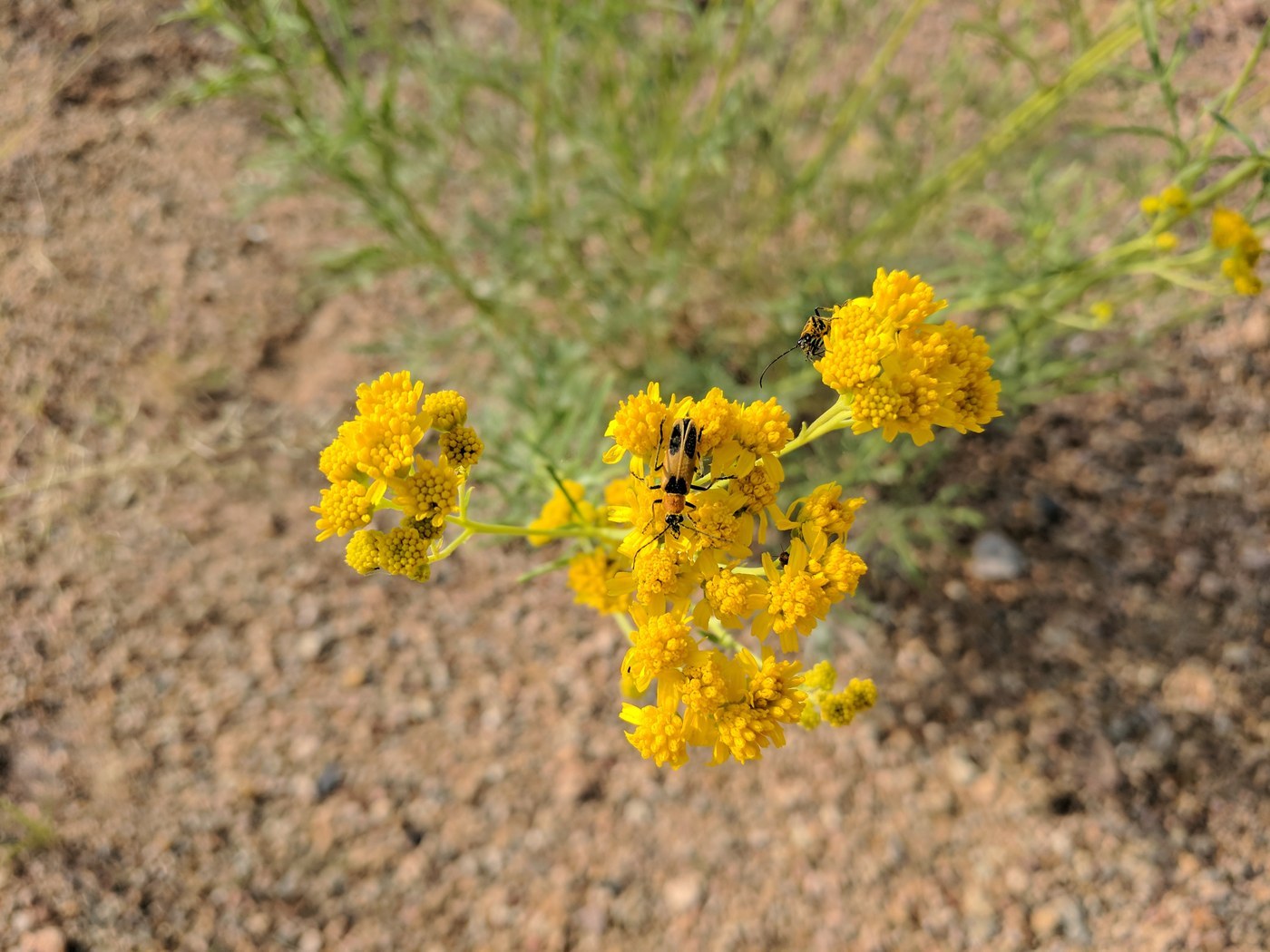 Soldier Beetle