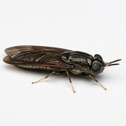 Soldier Fly Identification Guide