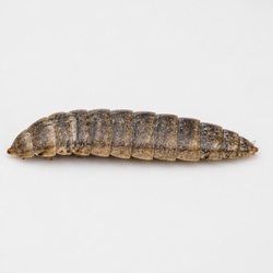 Soldier Fly Larva Identification Guide