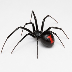 Southern Black Widow Identification Guide
