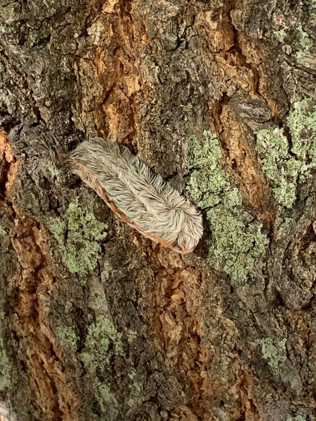 Southern Flannel Moth (Puss Caterpillar Moth)