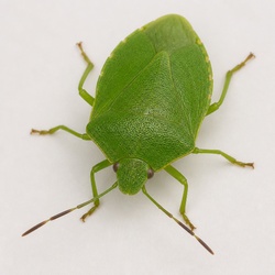 Southern Green Stink Bug Identification Guide