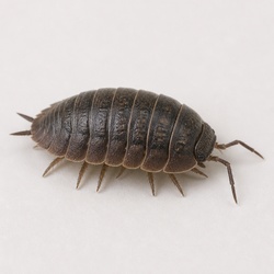 Sowbug Identification Guide