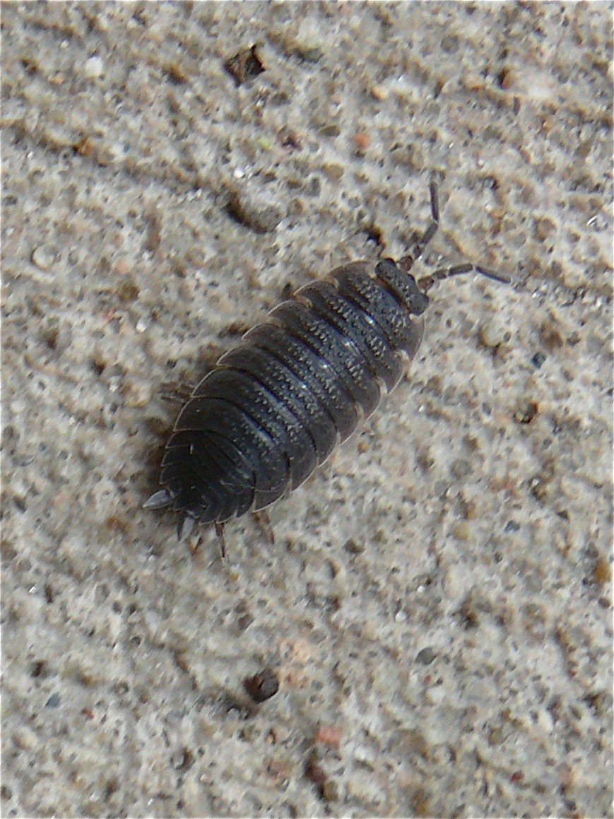 Sowbug