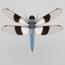 Spangled Skimmer Identification Guide
