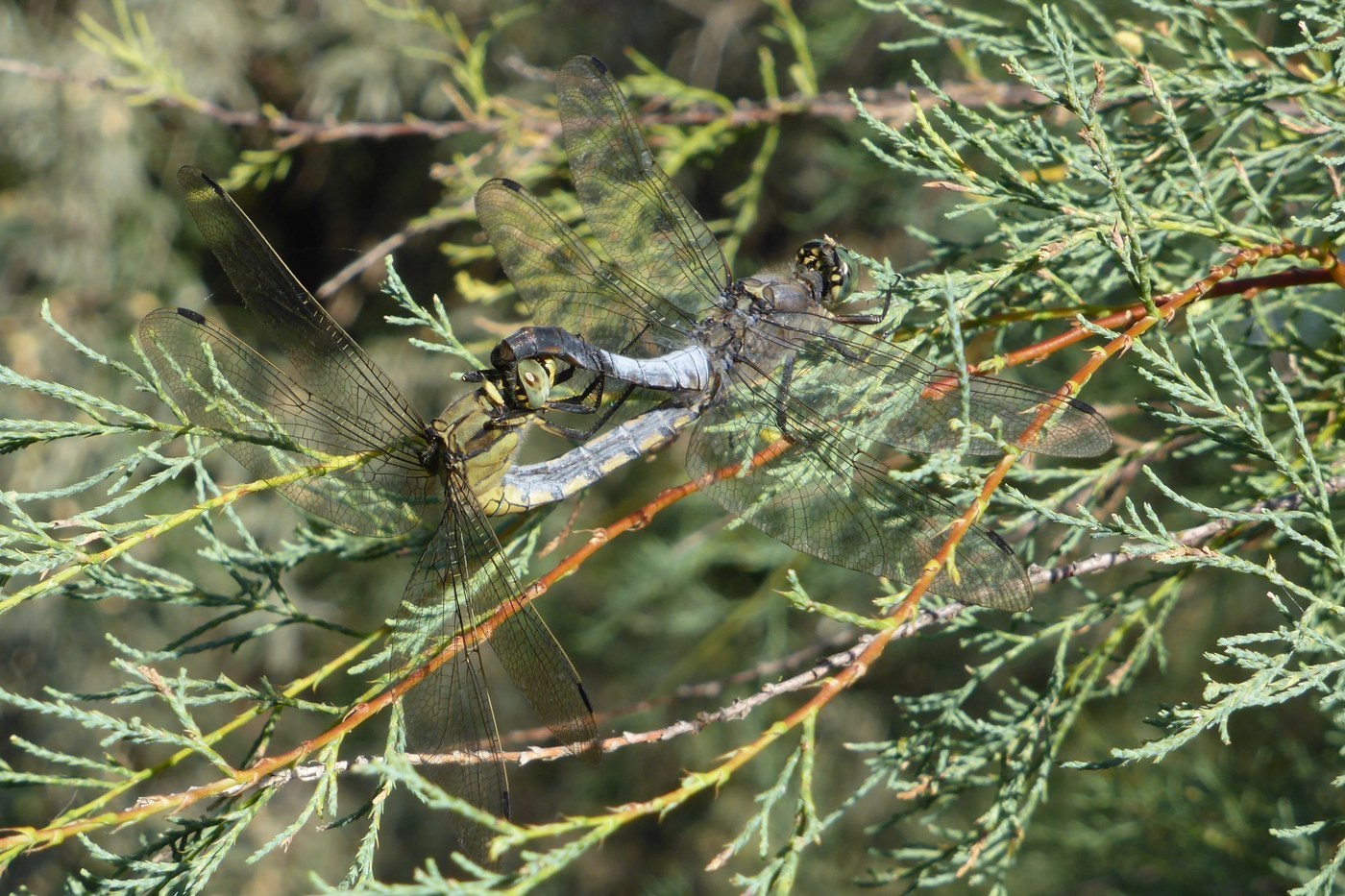 Spangled Skimmer