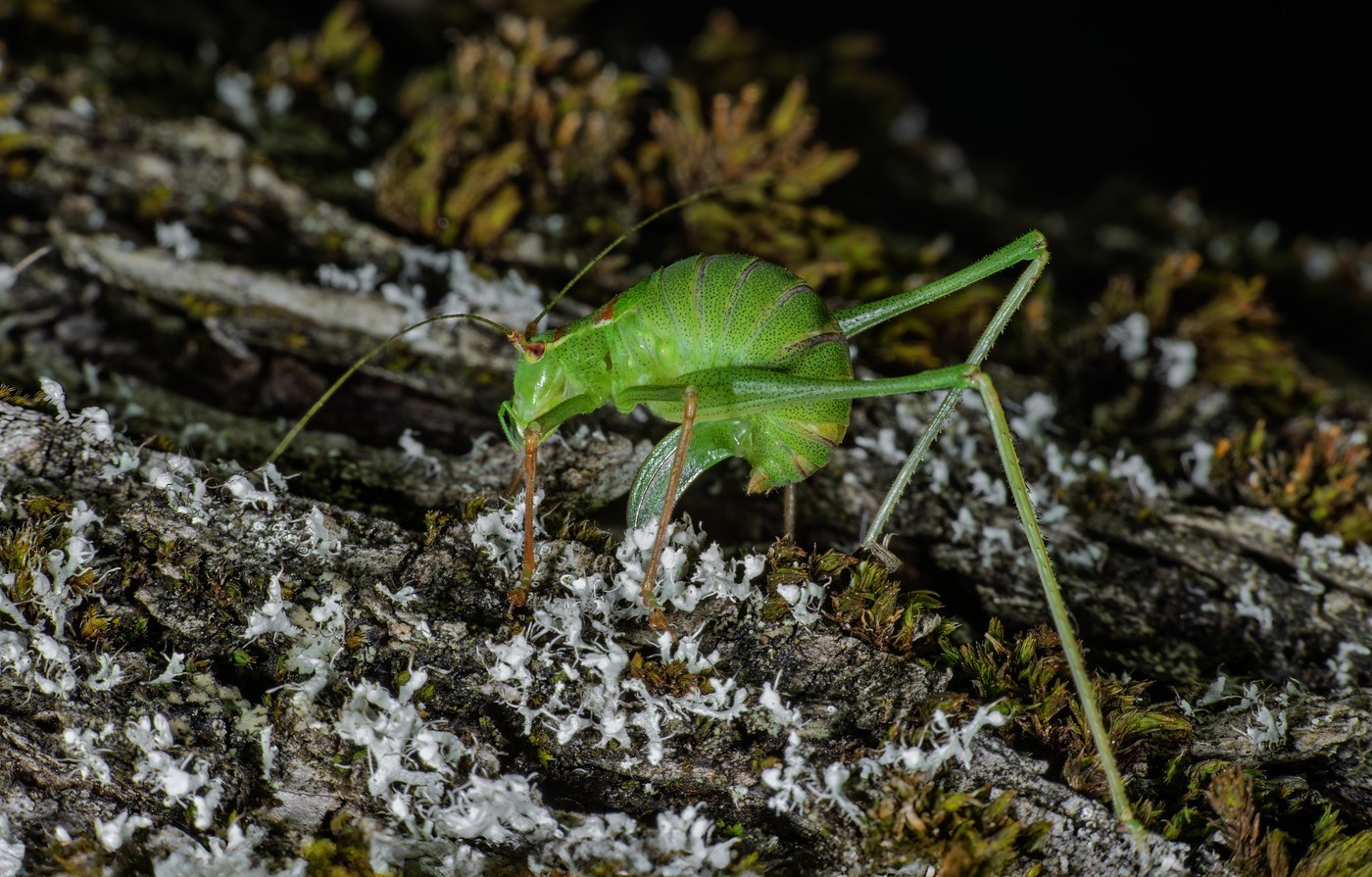 Speckled Bush Cricket