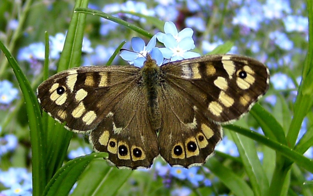 Speckled Wood