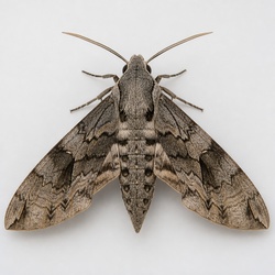 Sphinx Moth Identification Guide