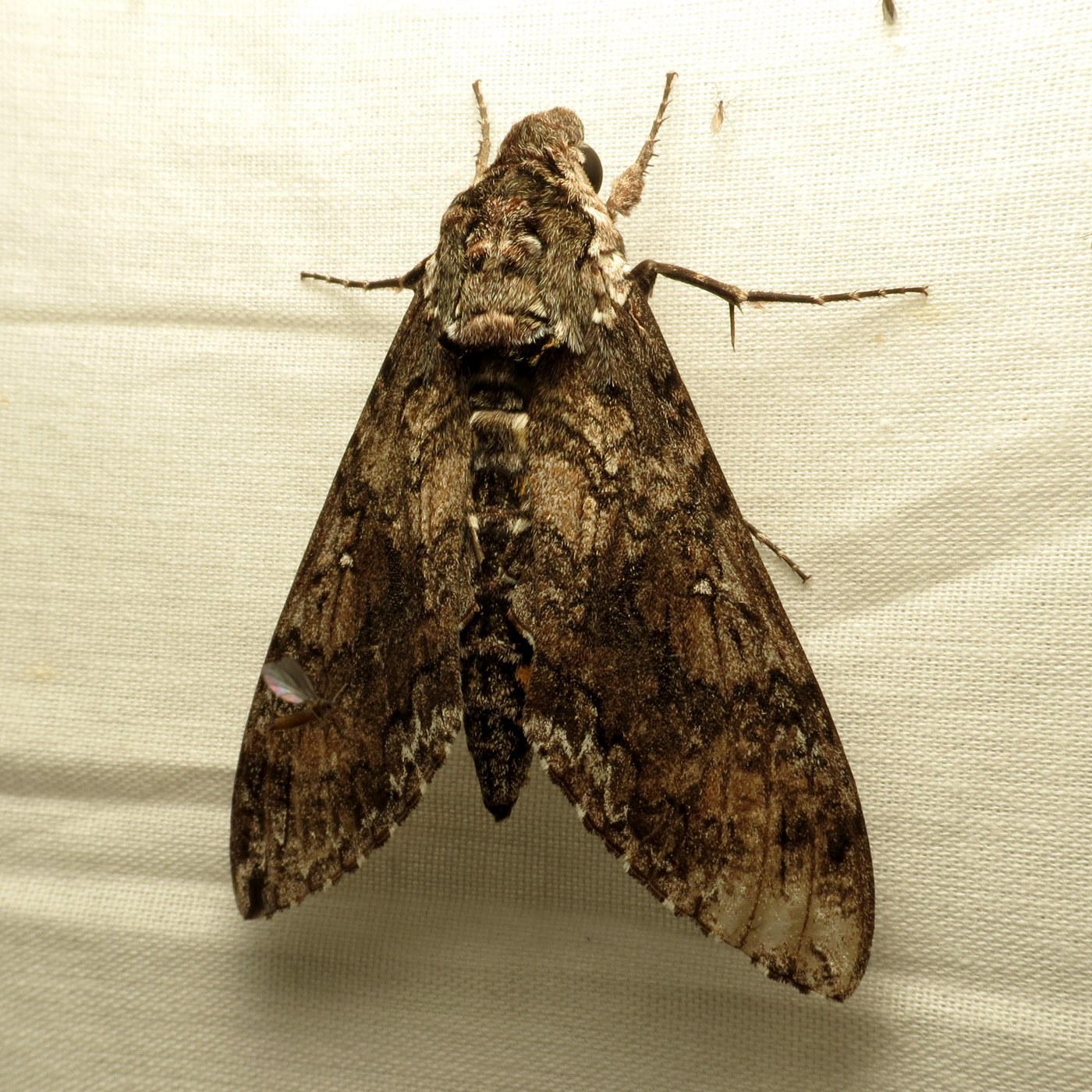 Sphinx Moth