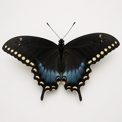 Spicebush Swallowtail Identification Guide