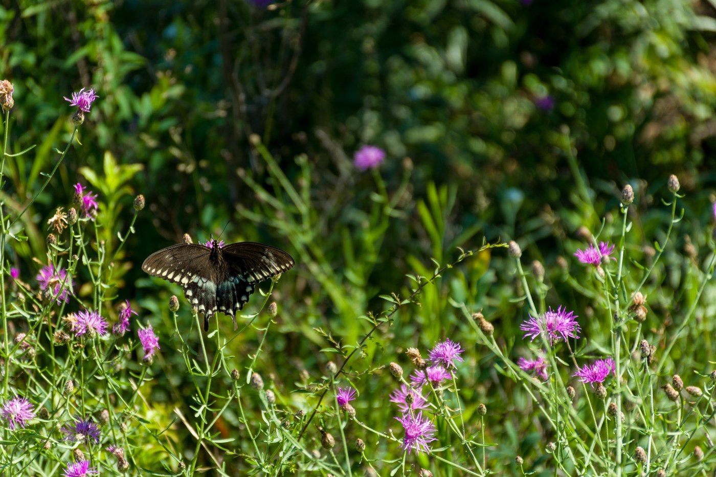 Spicebush Swallowtail