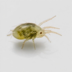 Spider Mite Identification Guide