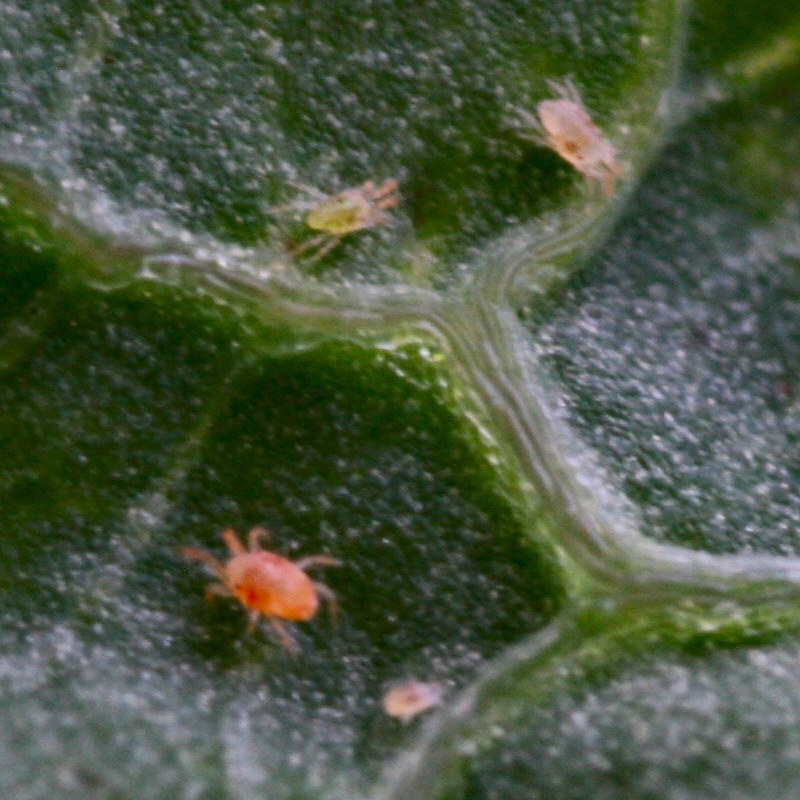 Spider Mite