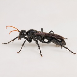 Spider Wasp Identification Guide