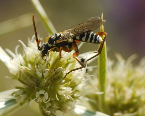 Spider Wasp Identification Guide