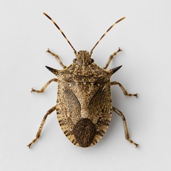 Spined Soldier Bug Identification Guide