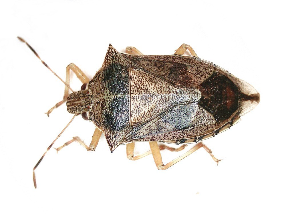 Spined Soldier Bug