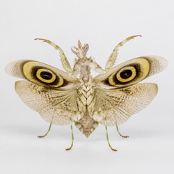 Spiny Flower Mantis Identification Guide